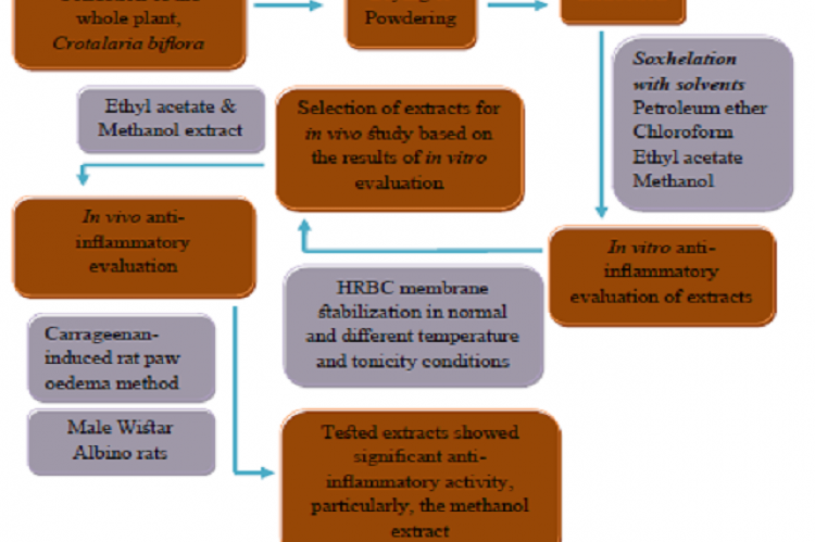 In Vitro and In Vivo Anti-Inflammatory Evaluation of the Whole Plant Extracts of Crotalaria Biflora (L)
