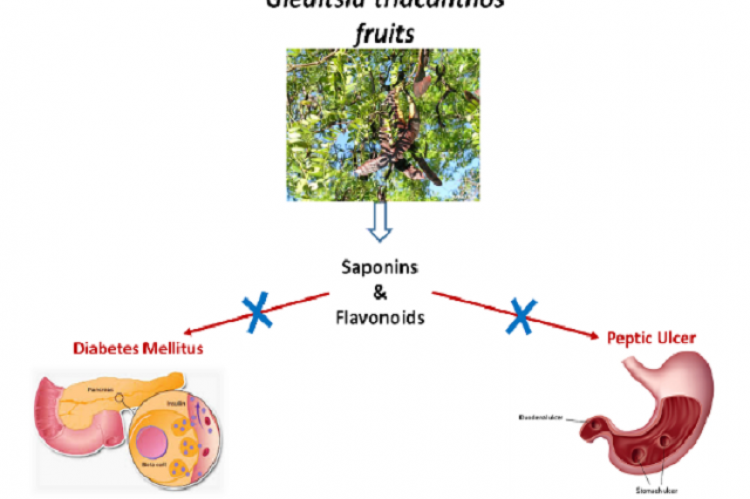 Characterization of Flavonoids and Saponins from Gleditsia triacanthos by LC-ESI/MS/MS Analysis: Pharmacological Assessment of the Anti-hyperglycemic and Anti-ulcerogenic Activities of G. triacanthos methanolic Fruit Extract and its n-Butanol Fraction