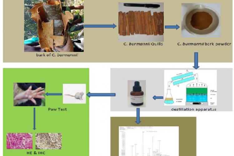 Graphical Abstract