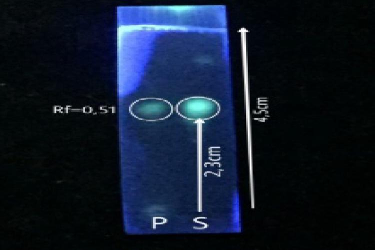 The results of thin-layer chromatography analysis of the ethanol extract of pegagan embun where P: comparison