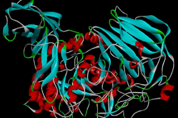 Macromolekul of Maltase-Glucoamylase