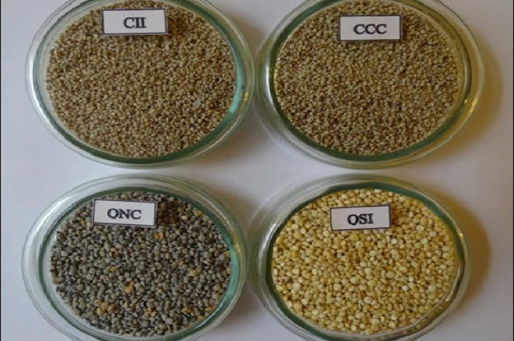 Cañihua ILLPA INIA (CII), Cañihua Cupi (CCC), Quinoa Negra Collana (QNC) and Quinoa Salcedo INIA (QSI)
