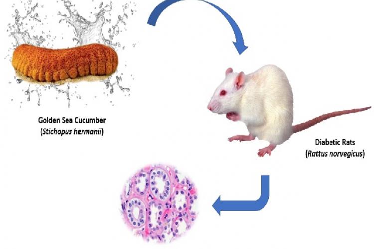 Graphical Abstract