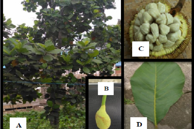A. odoratissimus. A: Tree, B: Ovules, C: Fruit, D: Leaves