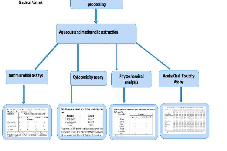 Graphical Abstract