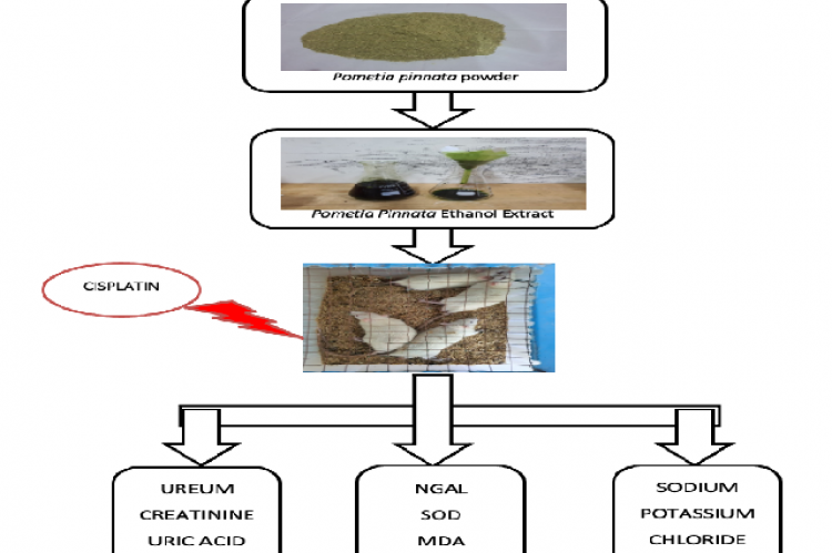 Graphical Abstract