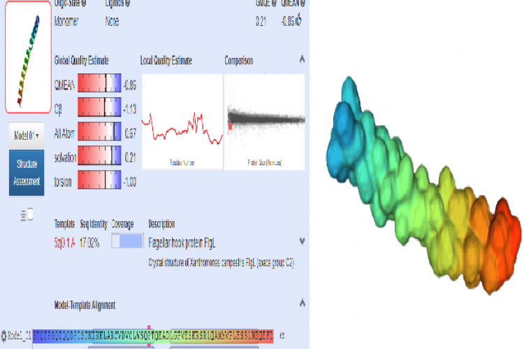 CBAVD's first three-dimensional protein structure forms