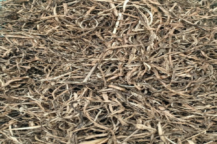 The Stem Bark Samples of R. nasutus