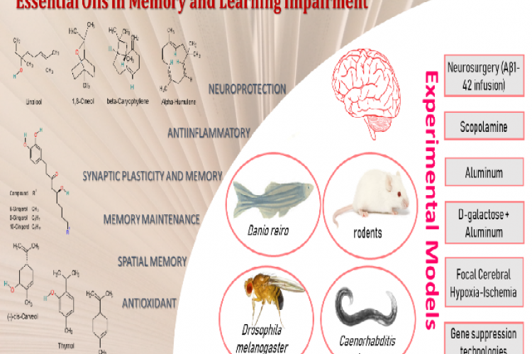 Graphical Abstract