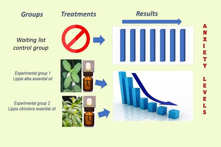 Anxiolytic Effect of Essential Oils and Their Constituents: A Review