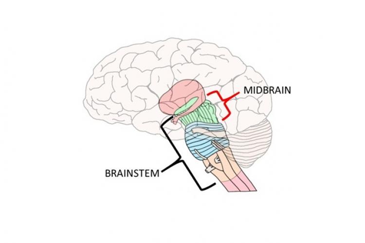 Graphical Abstract