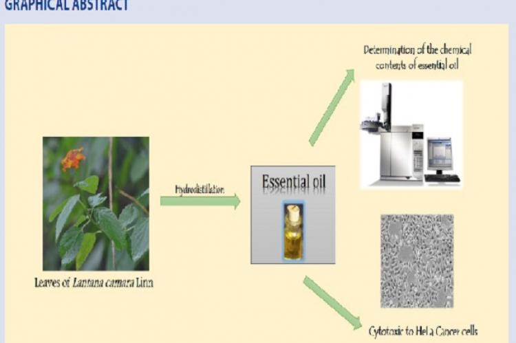 Graphical Abstract