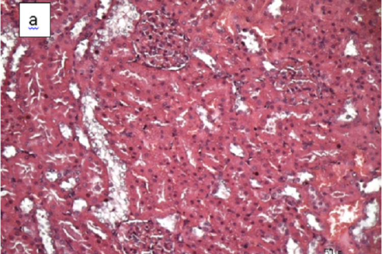 H&E stained kidney section (H&E, 20x), a. the control group showed normal condition b. cyclophosphamide induced rats showed glomerular lesion, tubular lesion, edema and haemorrhage in interstitium c. cyclophosphamide induced rats with Leucaena leucocephala (Lam.) de Wit extract showed similar with control group.