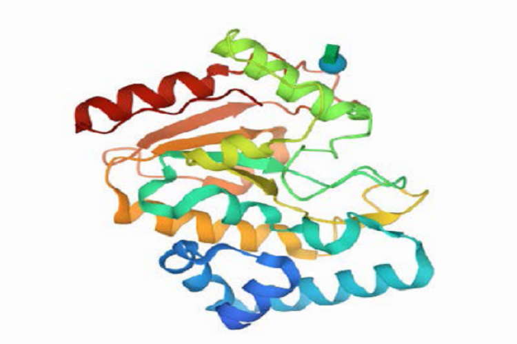 Prepared structure of HSV-1 target protein receptors (a) 2C56, (b) 2GV9 (c) 1OF1, (d) 6BM8.