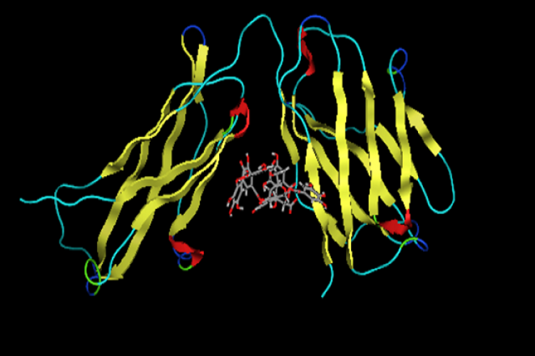 A. Repandusinic. B. Model binding of repandusinic acid and leptin.