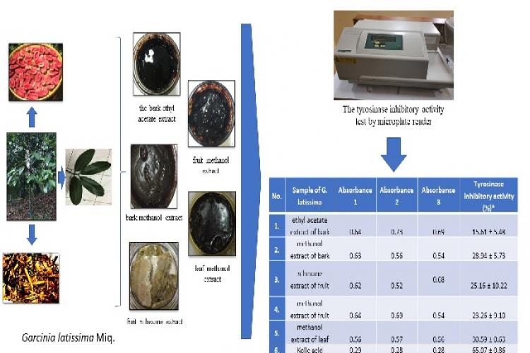 Tyrosinase Inhibitory Activity of Garcinia latissima Miq. Extracts