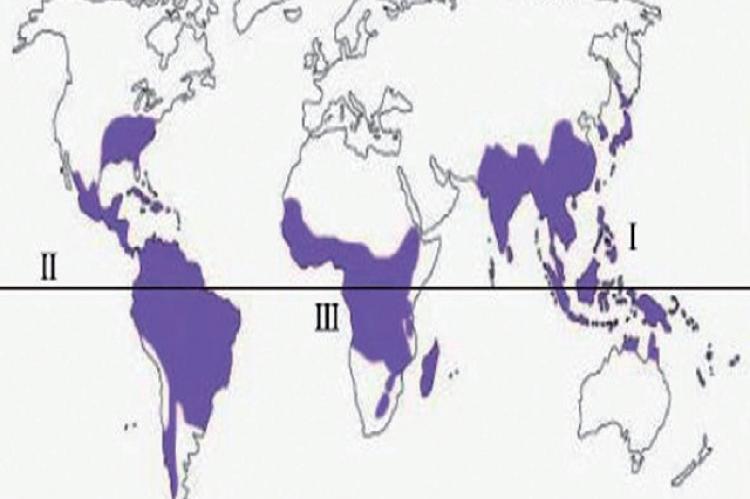 A sketch map of world bamboo distribution.22
