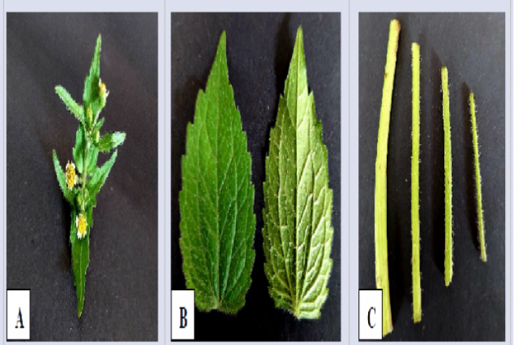 Plant parts. A. Flower; B.(Left) Adaxial leaf side, (Right) Abaxial leaf side; C. Left-Right: Mature to young stem.