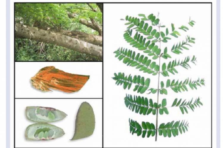 Sappanwood plant’s morphology (Source: Protalogue Database 2019).