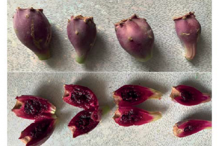 Prickly pear fruits.