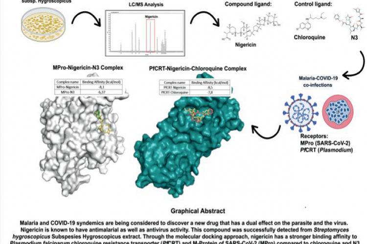 The visualization interaction between nigericin, N3, and MPro (A). nigericin (yellow) shares the same pocket-site with N3 (orange) formed complexes to MPro (green) (B, C).