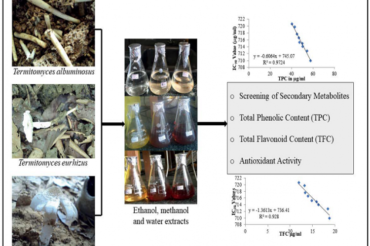 Graphical Abstract