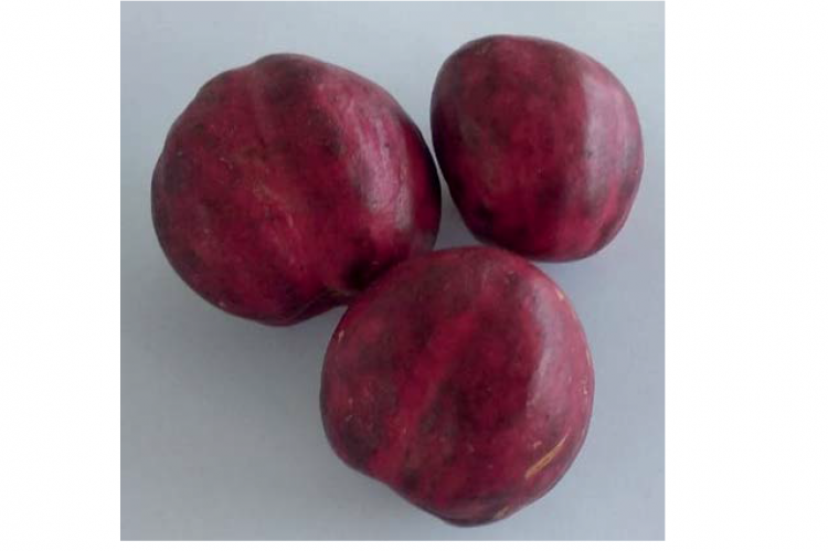 Optimization of the Ultrasound Assisted Extraction of Phaleria macrocarpa (Scheff.) Boerl. Fruit Peel and its Antioxidant and Anti-Gout Potential