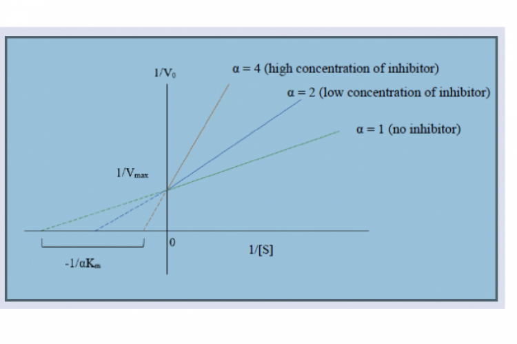 Lineweaver-Burk plot of competitive inhibition type.