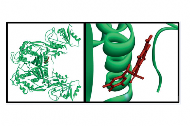 Visualization of the overall display of Thymidylate synthasedihydrofolate reductase - Sulfadiazine docking results.