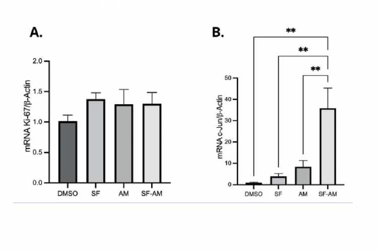 he mRNA expressions of cell proliferation markers in sorafenibsurviving cells after treatment after treatment with sorafenib or alphamangostin or