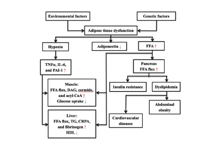 Metabolic syndrome pathophysiology.