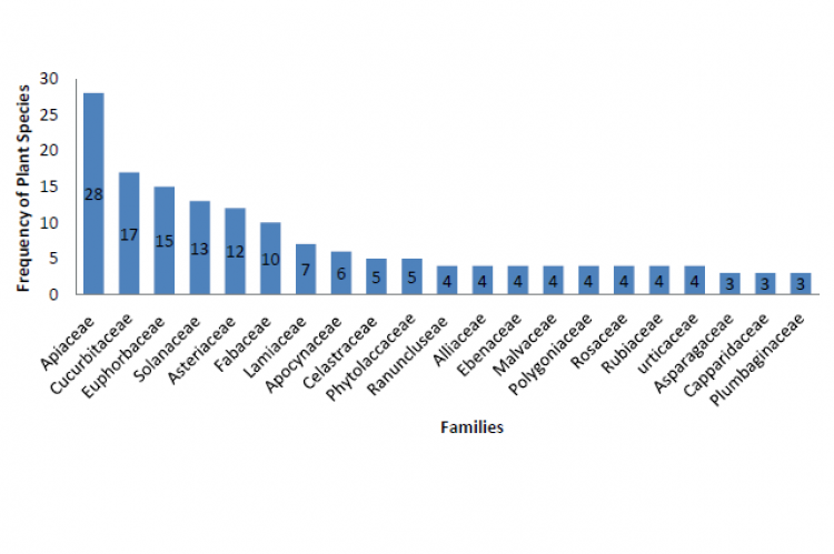 Plant families frequently reported for the treatment of urological and urogenital diseases in Ethiopia.