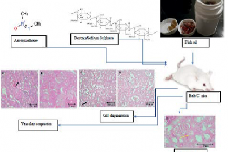 Graphical Abstract 