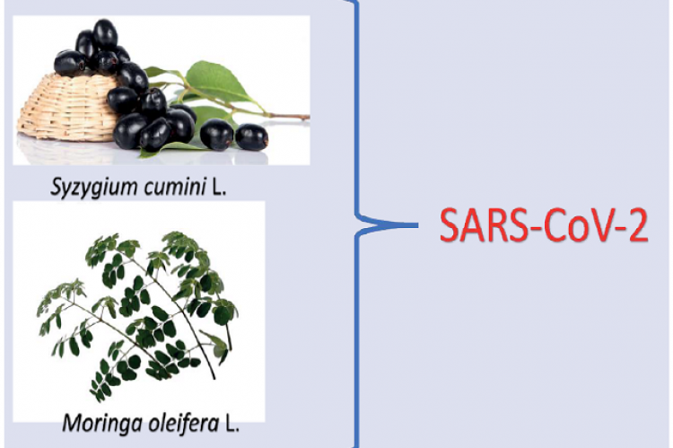 Graphical Abstract