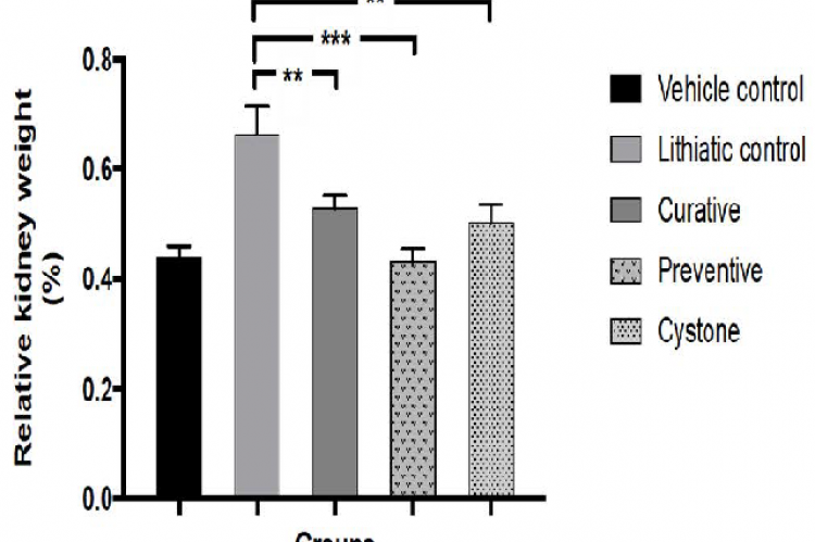 Relative kidney weight of control and treatment groups.