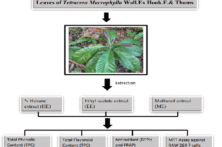 Graphical Abstract