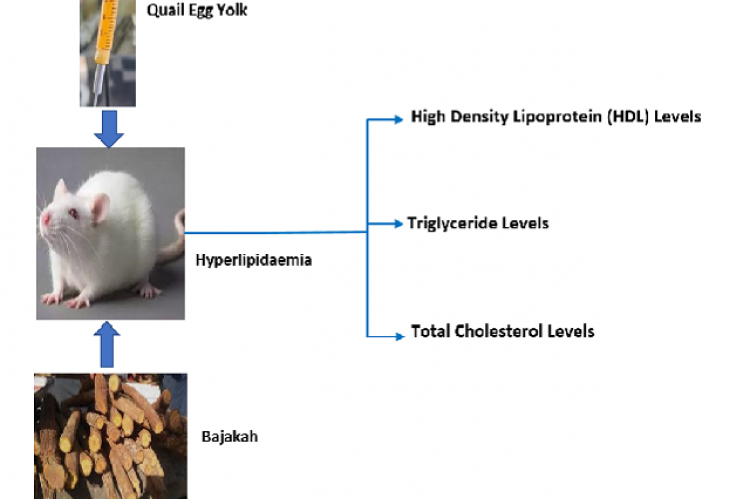 Graphical Abstract