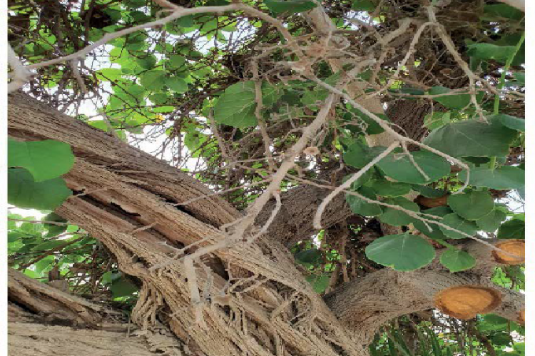 Photograph of tree of Cordia obliqua in gardens of King Faisal University.