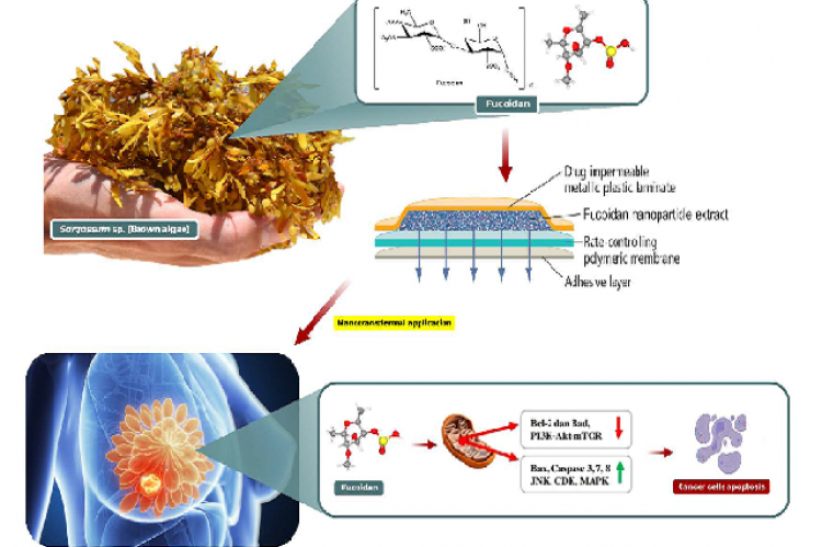 Graphical Abstract 