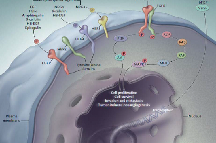 Illustration describing endogenous ligands of EGFR and other receptors from the ErbB family