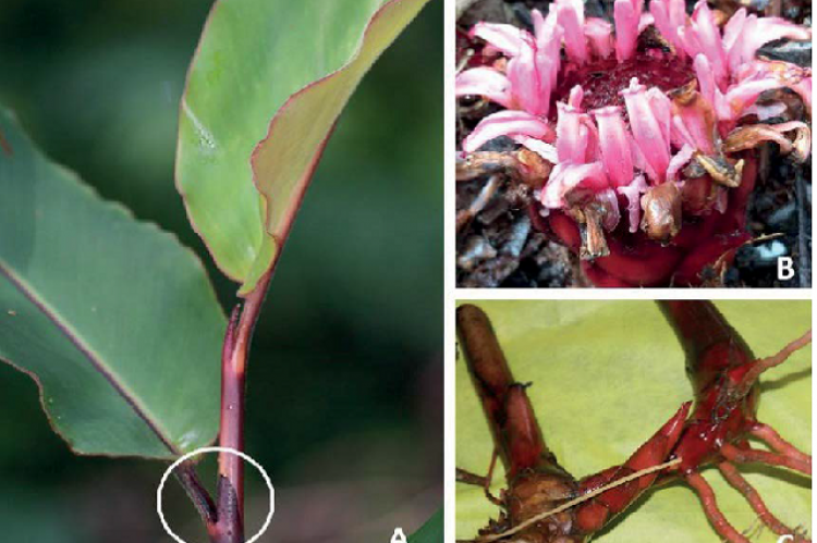 Etlingera flexuosa Poulsen, A. Leaves with ligule (in white circle), B. (flower) and C. Rhizome.