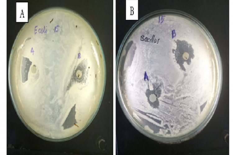 The diameter of the inhibition zone produced by the ethanolic extract of RnLK flowers on E. coli (A) and B. subtilis (B).