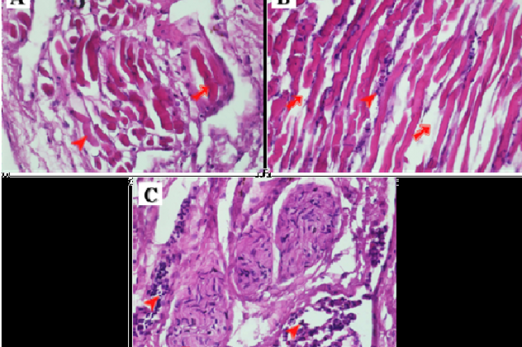 Histopathological appearance of tortoise skeletal muscles with suspected MBD 