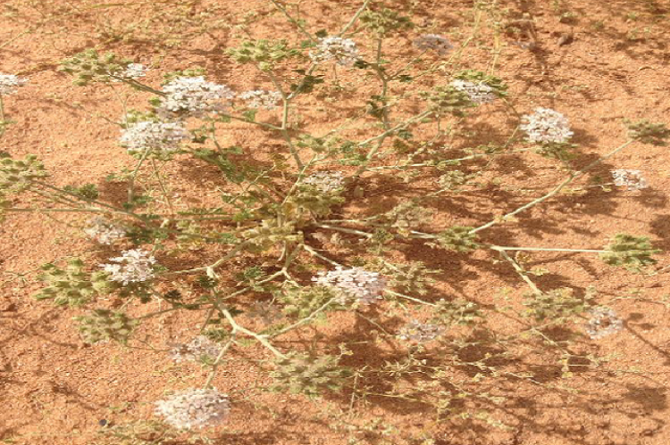 Photograph of A. lanatum Boiss during the flowering stage.