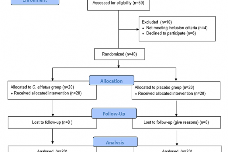 CONSORT flowchart of the study.