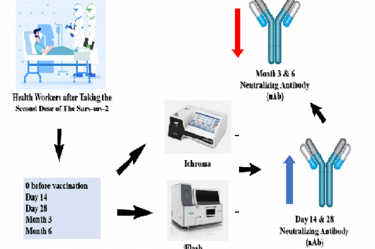 Graphical  Abstract  