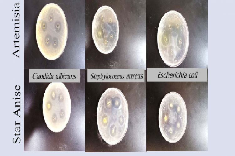 The inhibitory zones of the used pathogen.