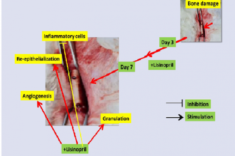 Graphical  Abstract  