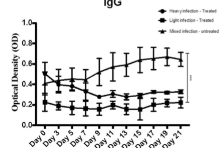 The impact of oral administration of M. oleifera's aqueous extract on sheep that were naturally infected with