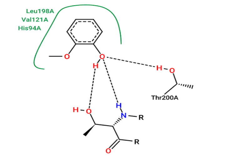 Visualization of the interaction between Guaiacol and Carbanoic Anhydrase II